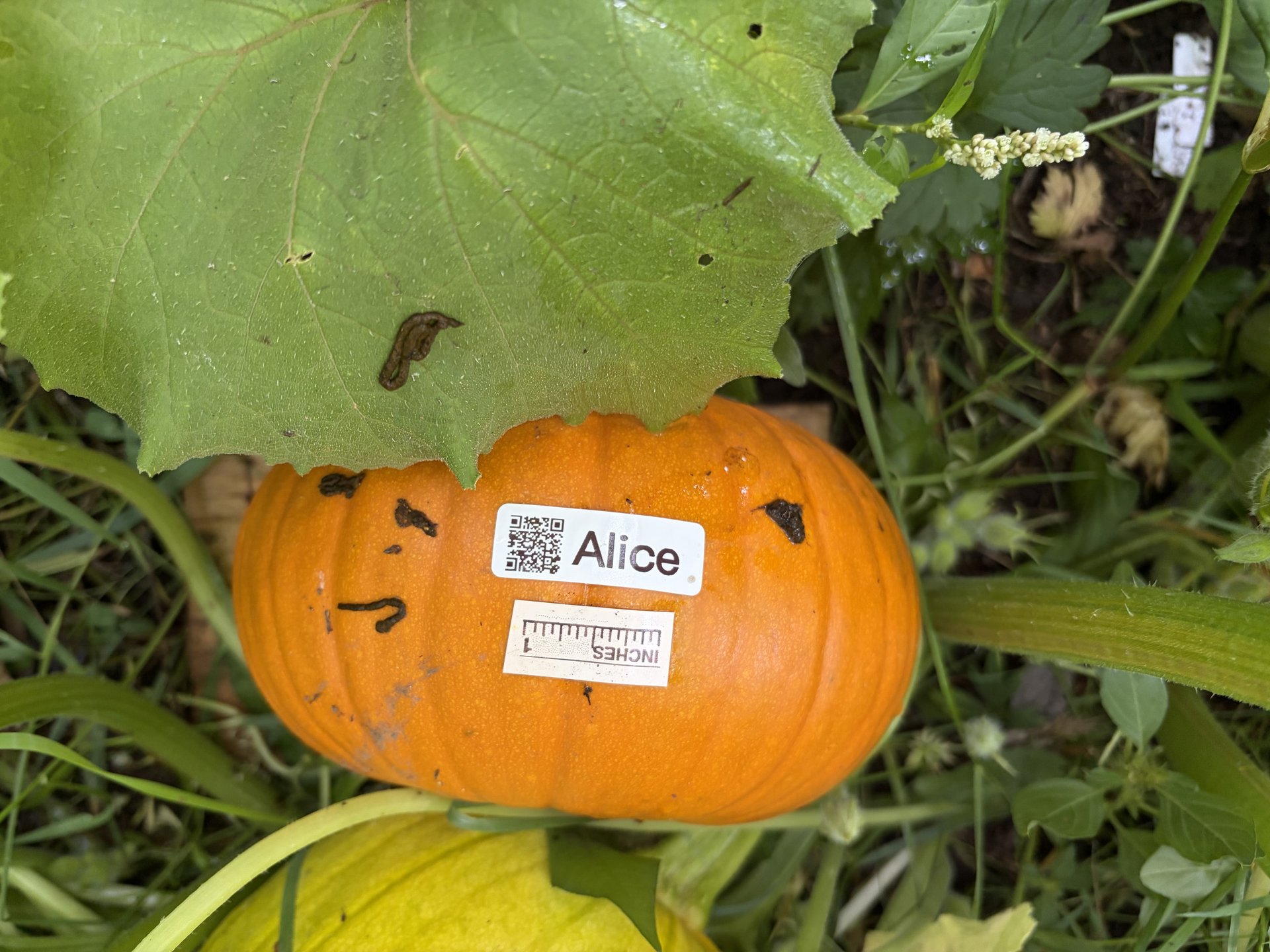 Alice