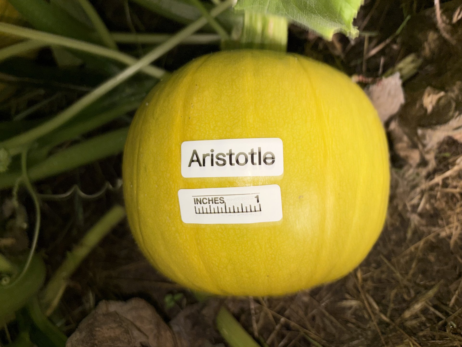 Aristotle