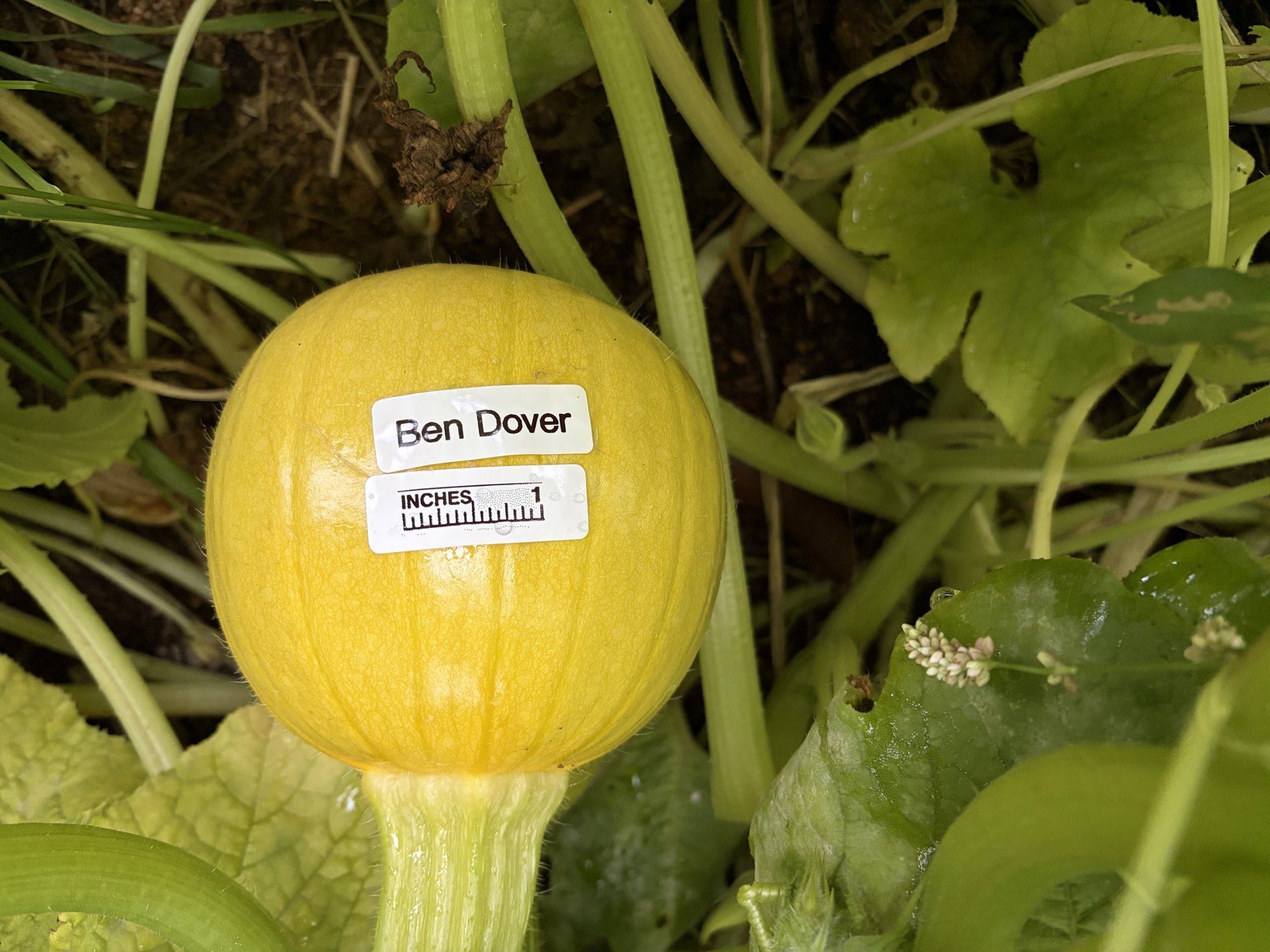Ben Dover