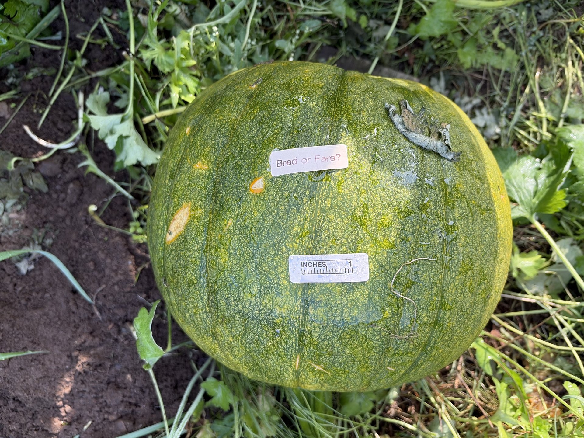 Bred or Fare? - Harvest Party Prep