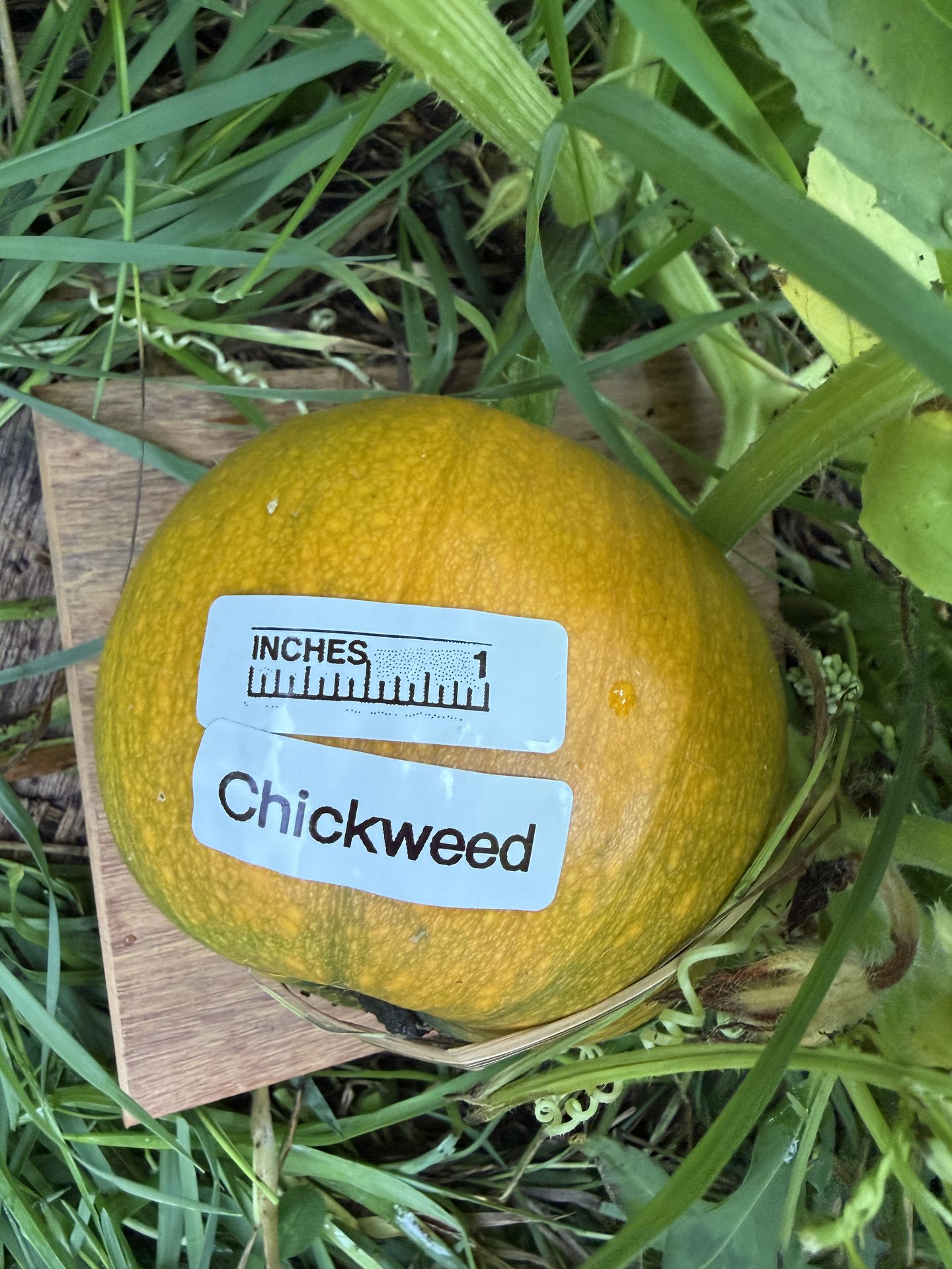 Chickweed