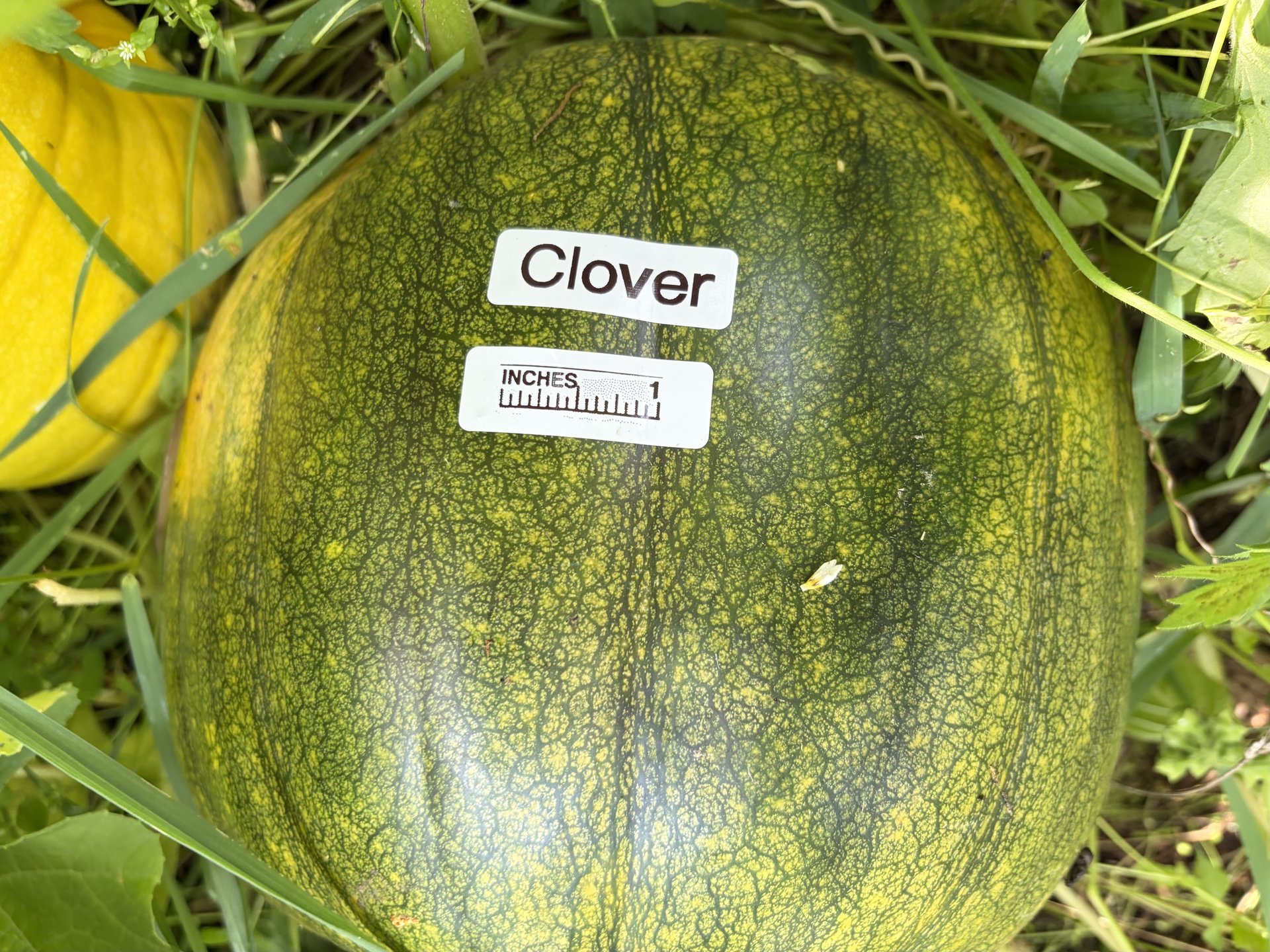 Clover