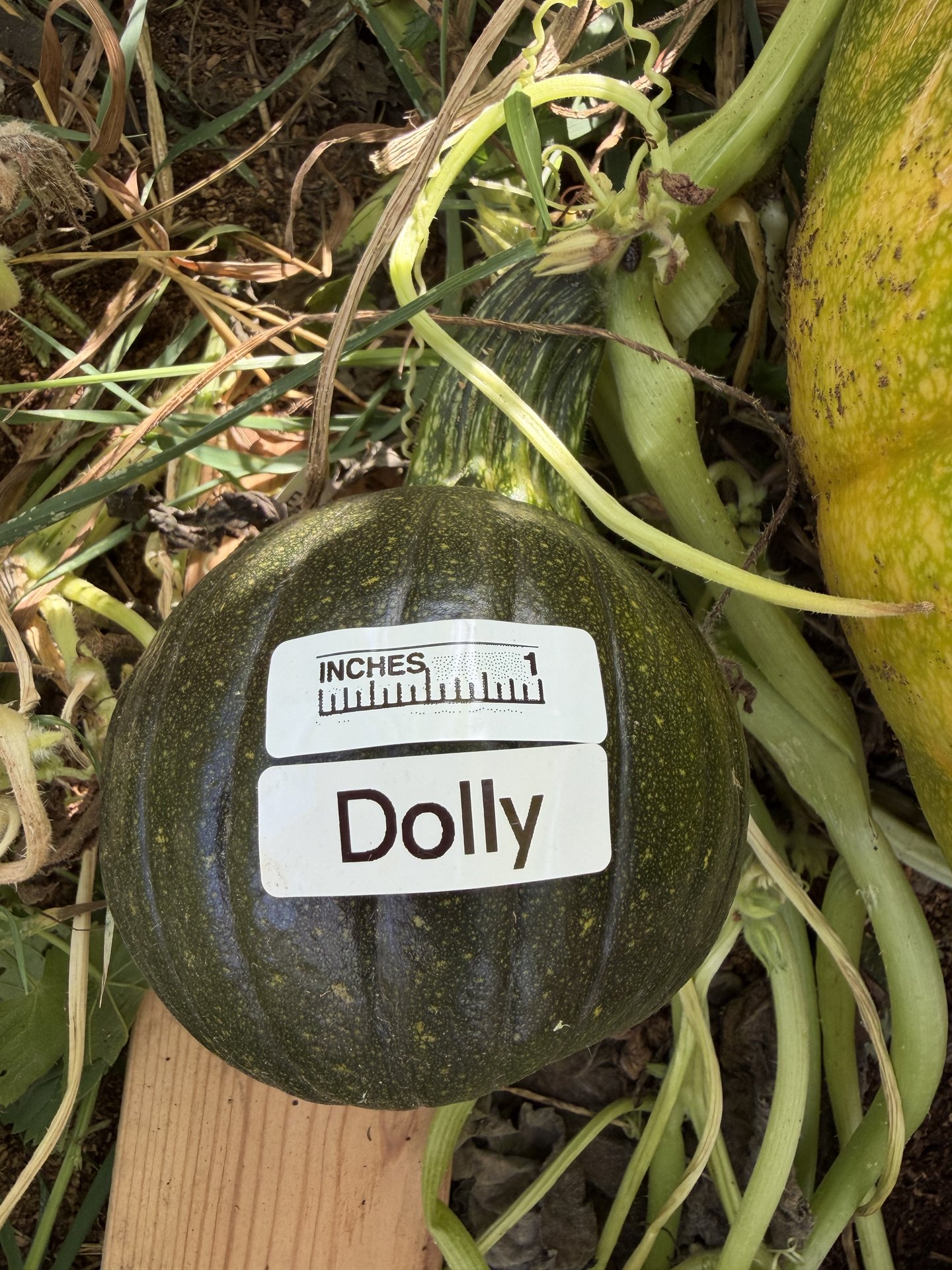 Dolly