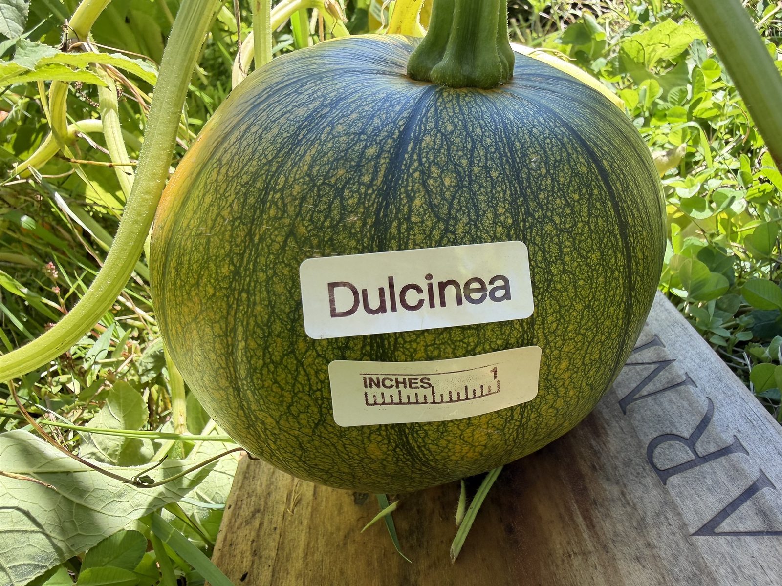 Dulcinea