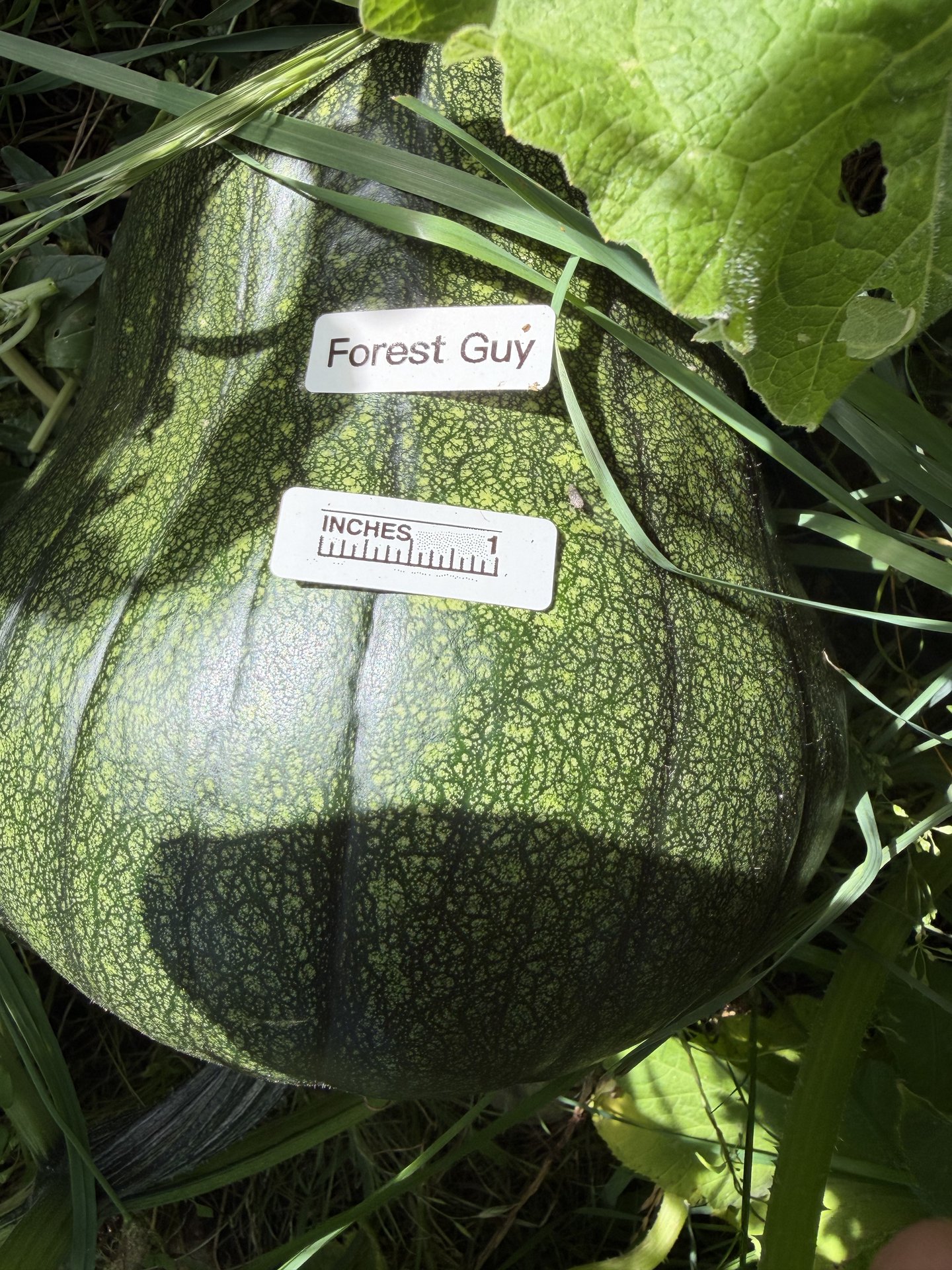 Forest Guy