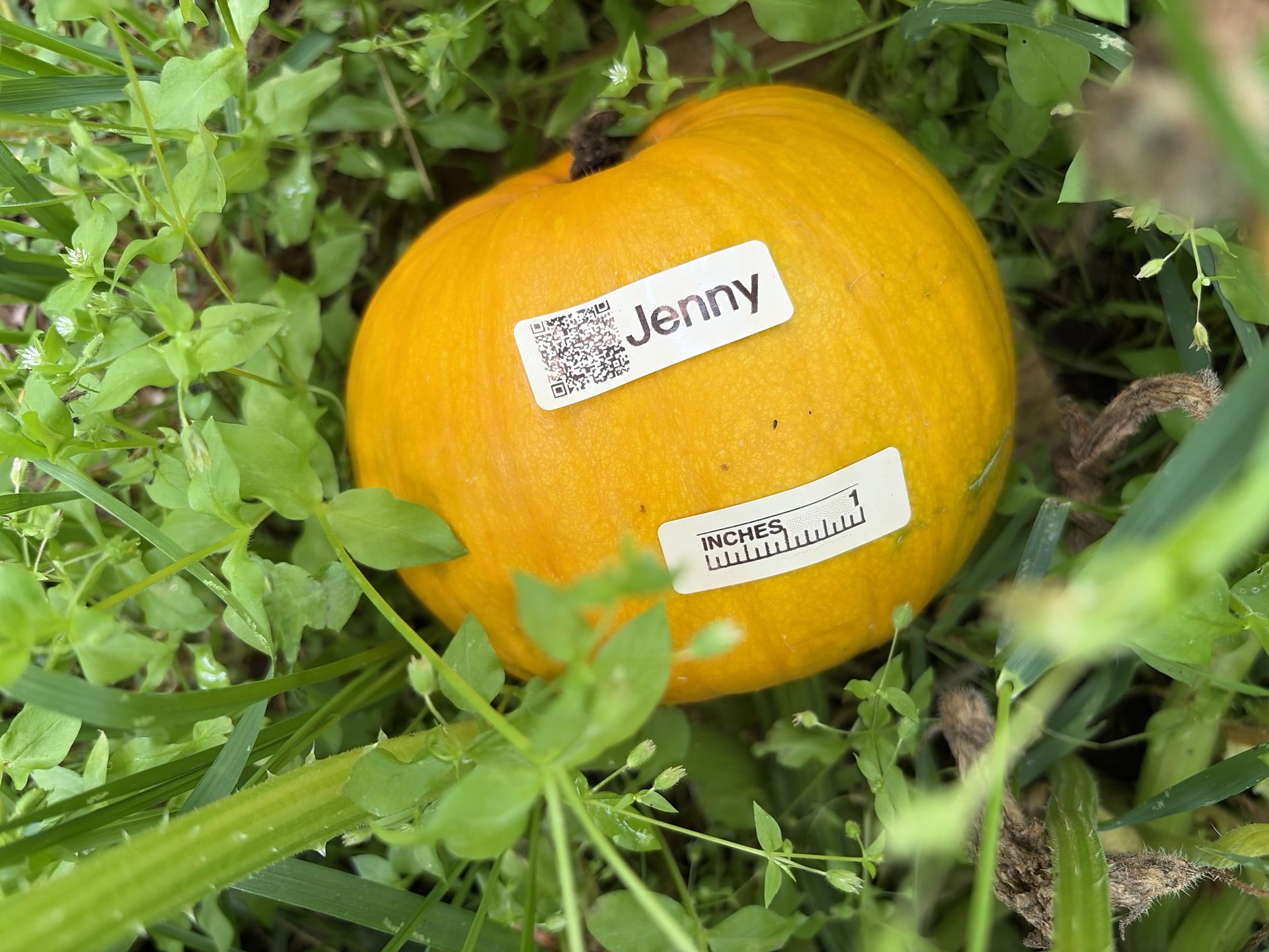 Jenny