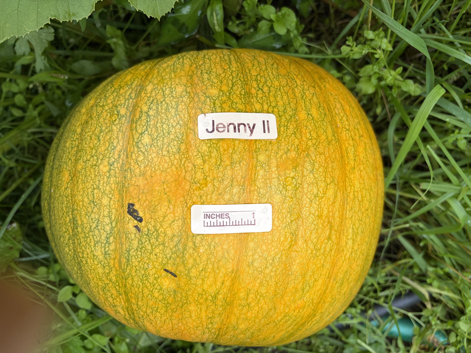 Jenny II