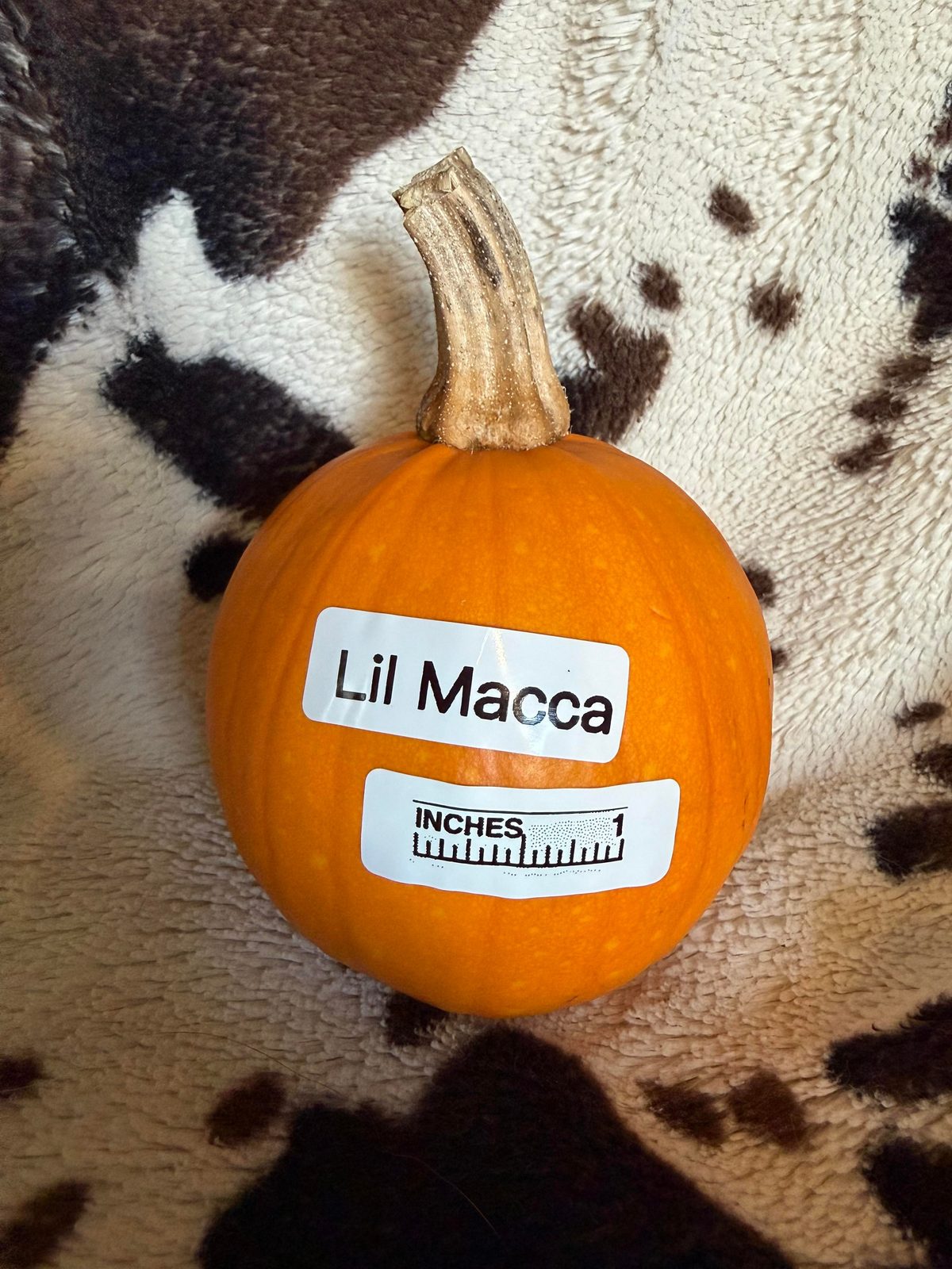 Lil Macca