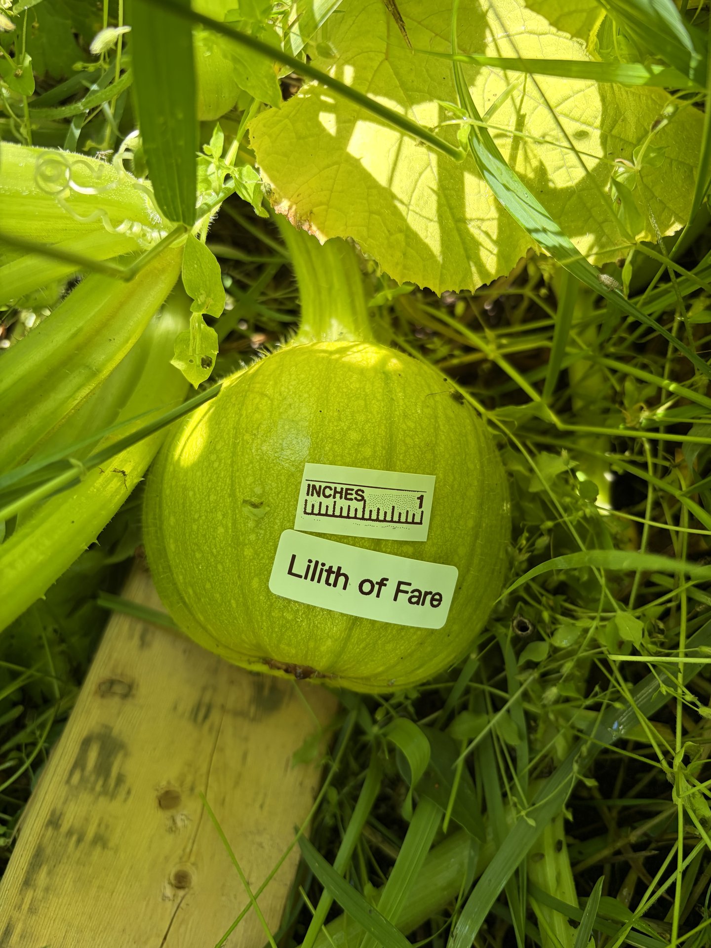 Lilith of Fare - Harvest Party Prep