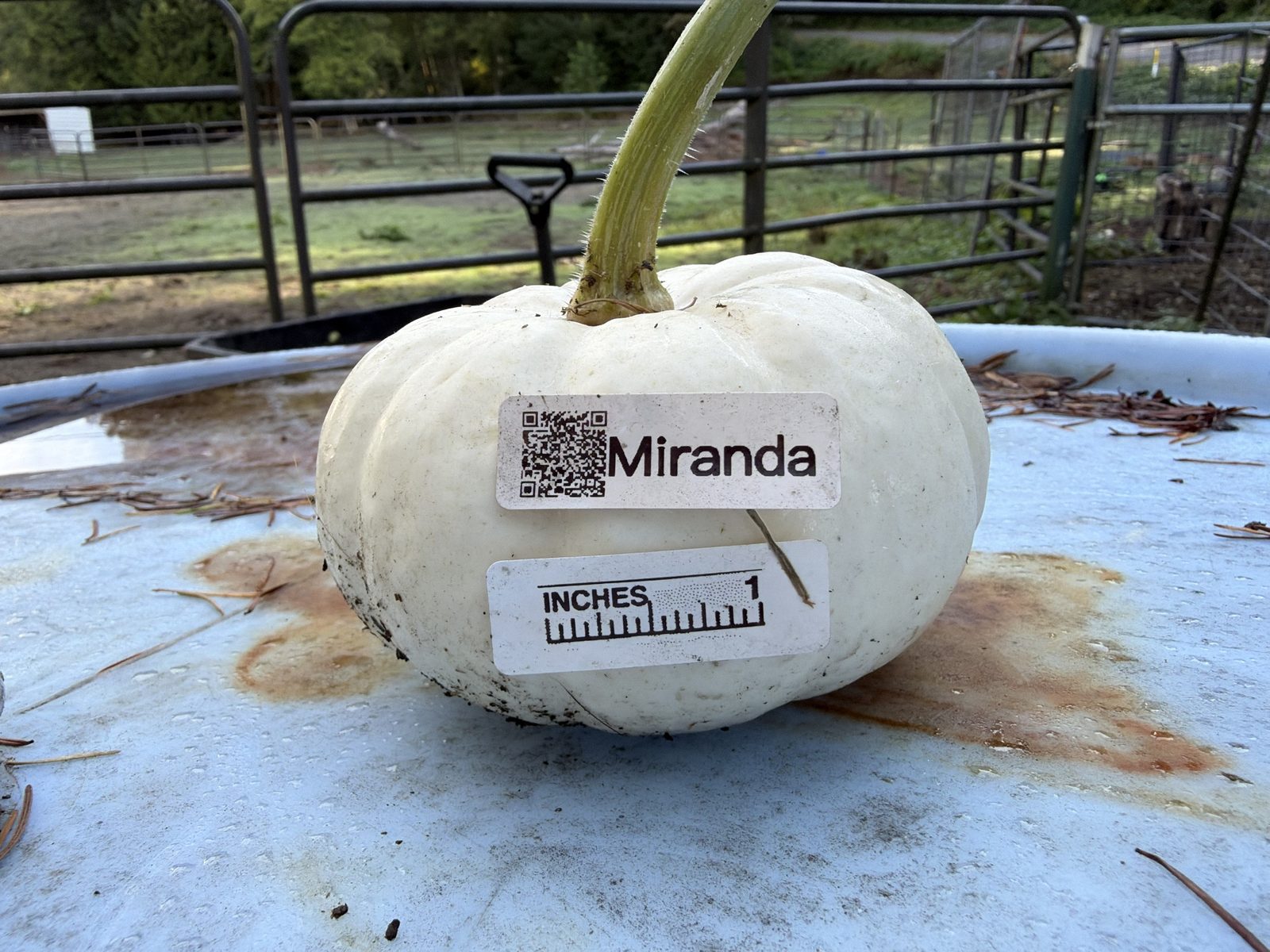 Miranda