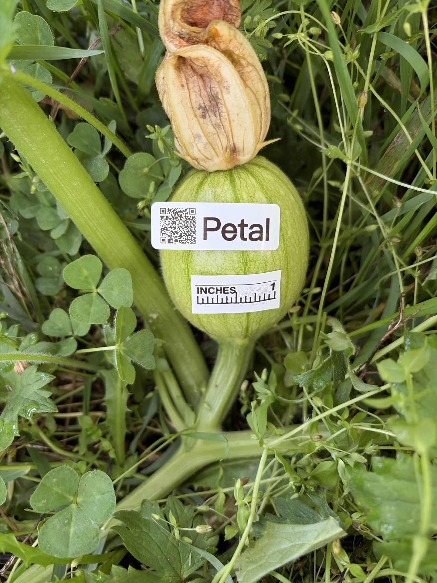 Petal