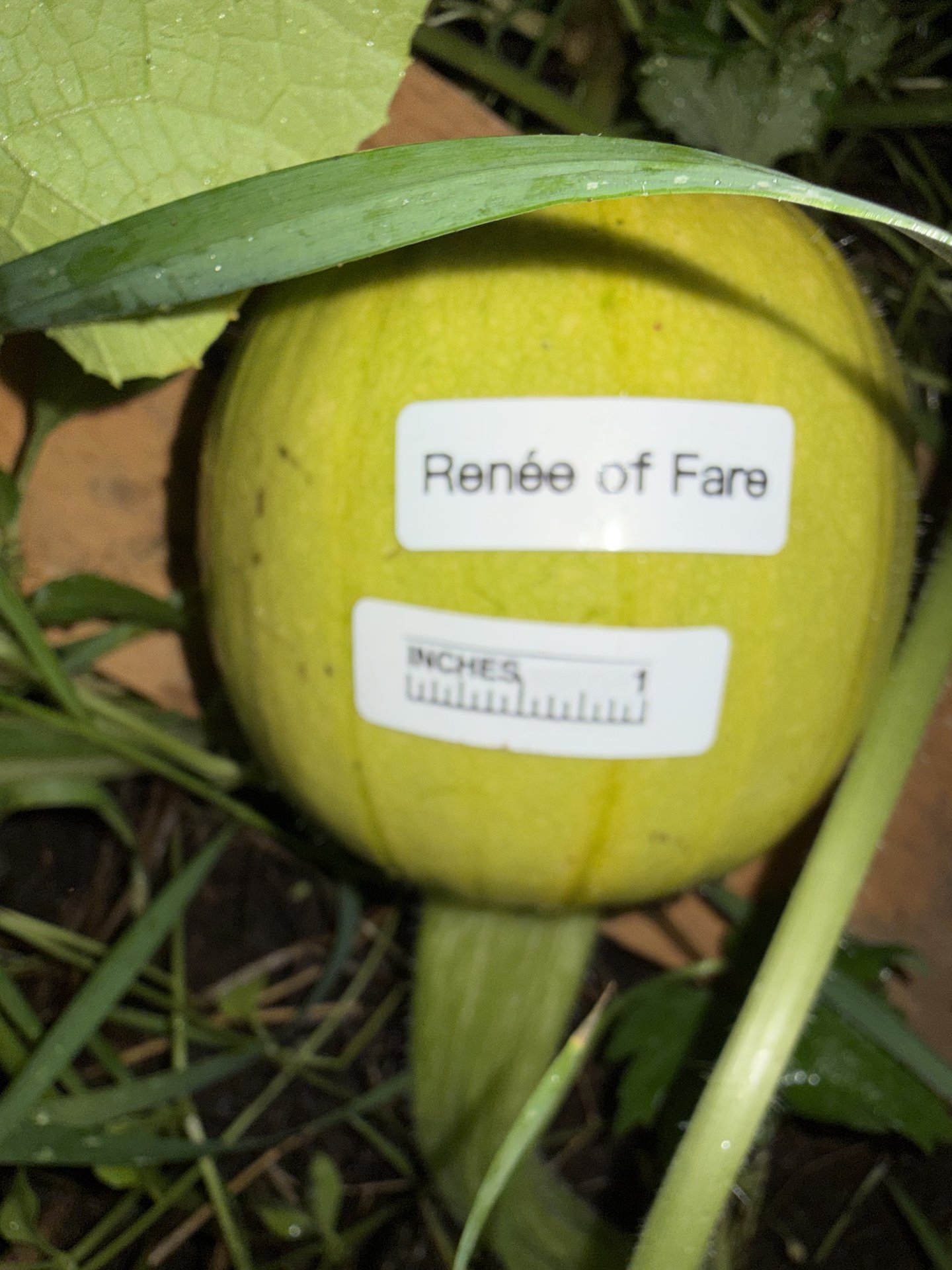 Renée of Fare