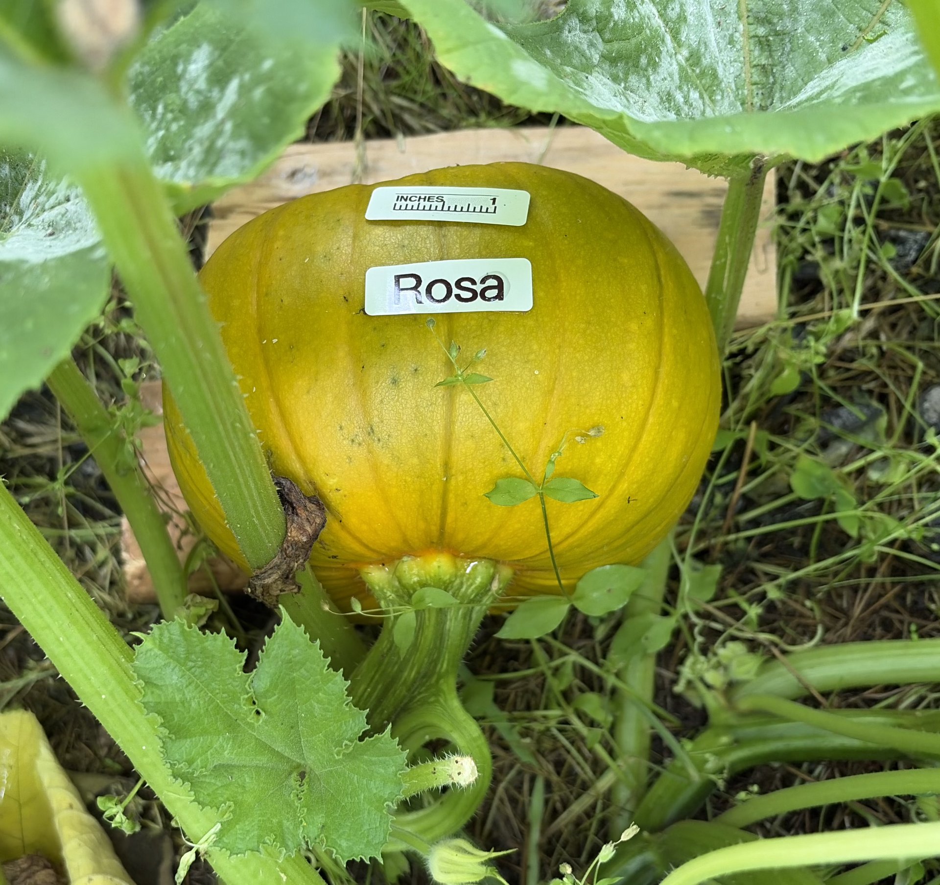 Rosa