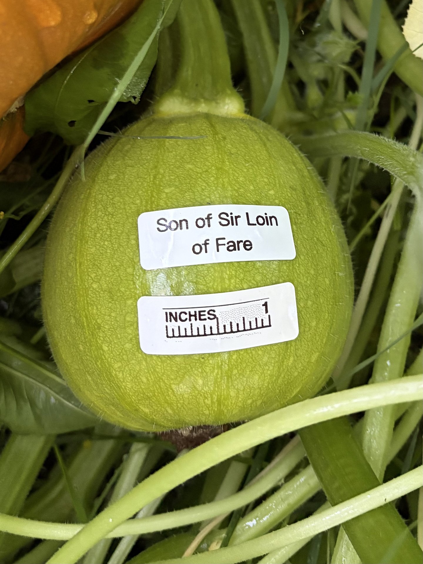 Son of Sir Loin of Fare