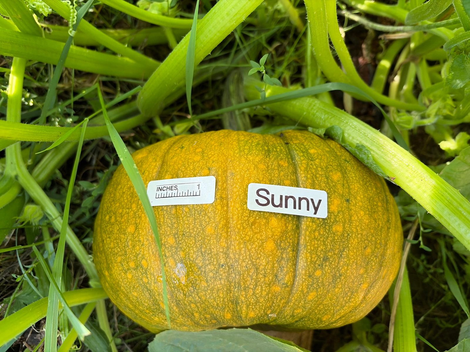 Sunny