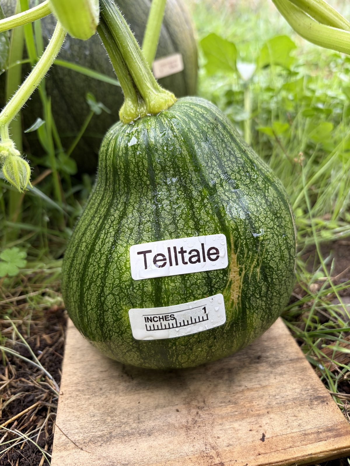 Telltale
