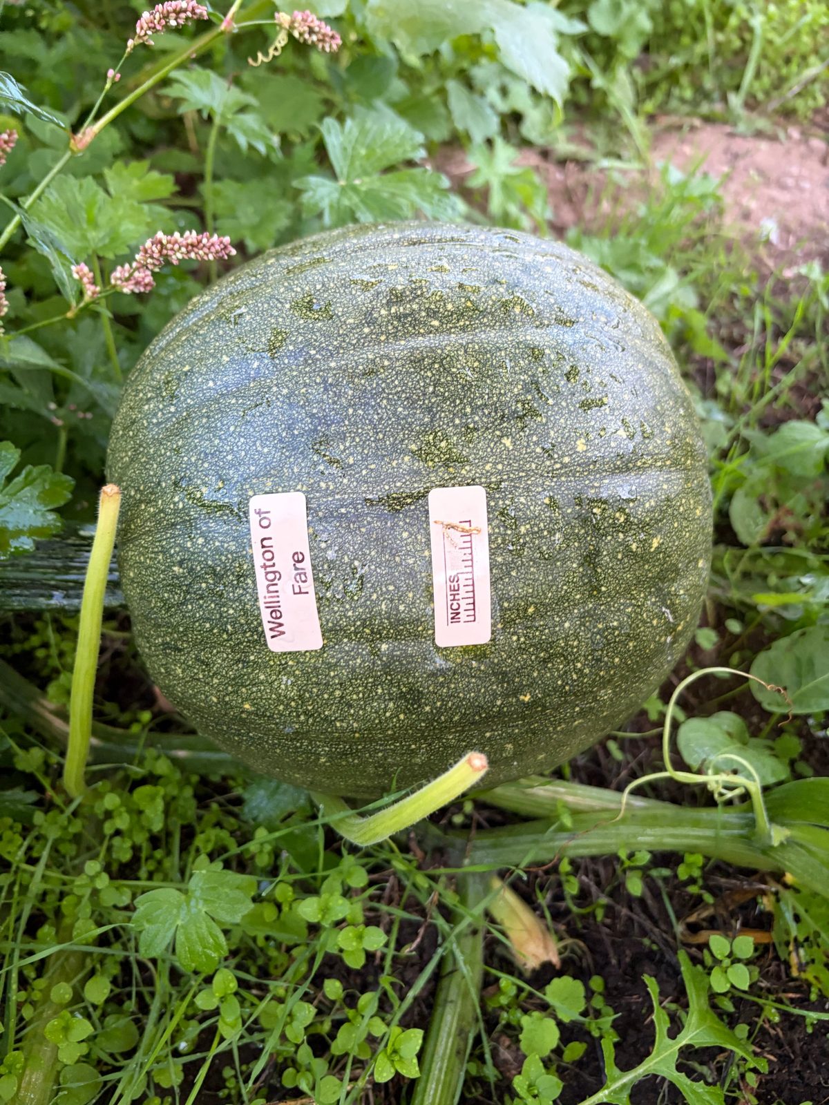Wellington of Fare - Harvest Party Prep