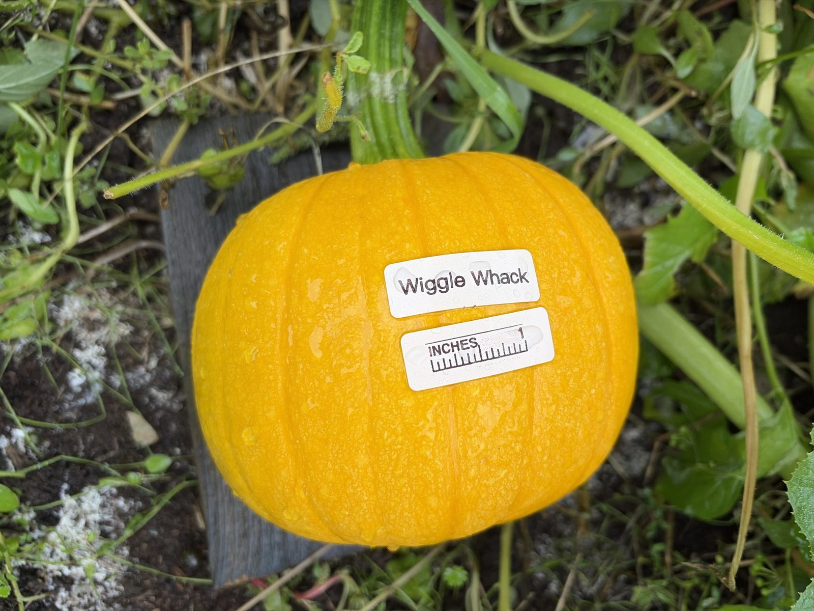 Wiggle Whack