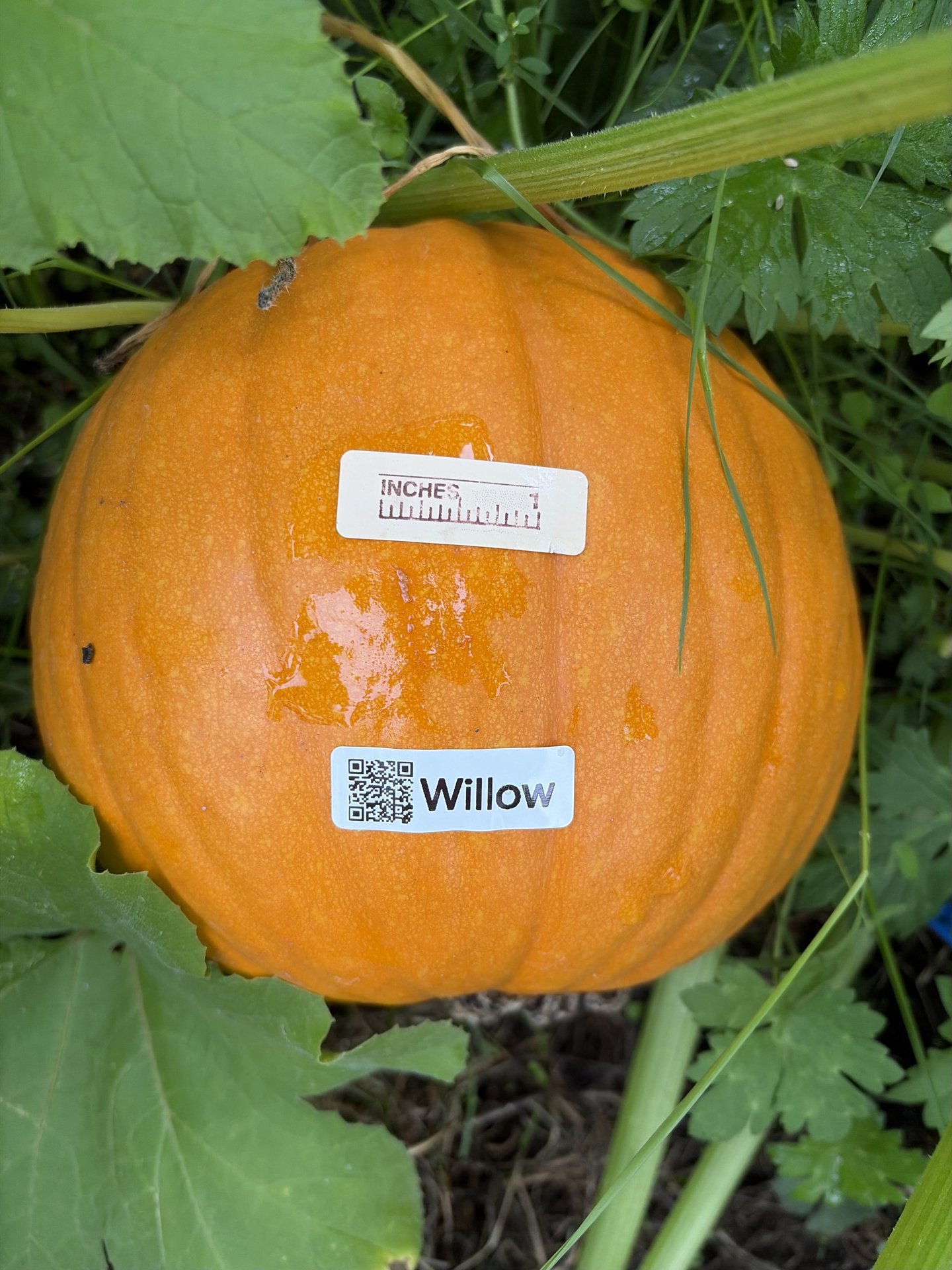 Willow