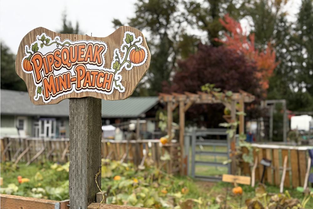 The hand-painted Pipsqueak Mini-Patch sign on its post, with the pumpkin patch and the trellis gate behind it