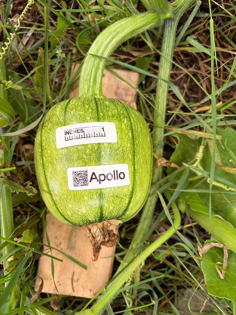 Apollo at birth