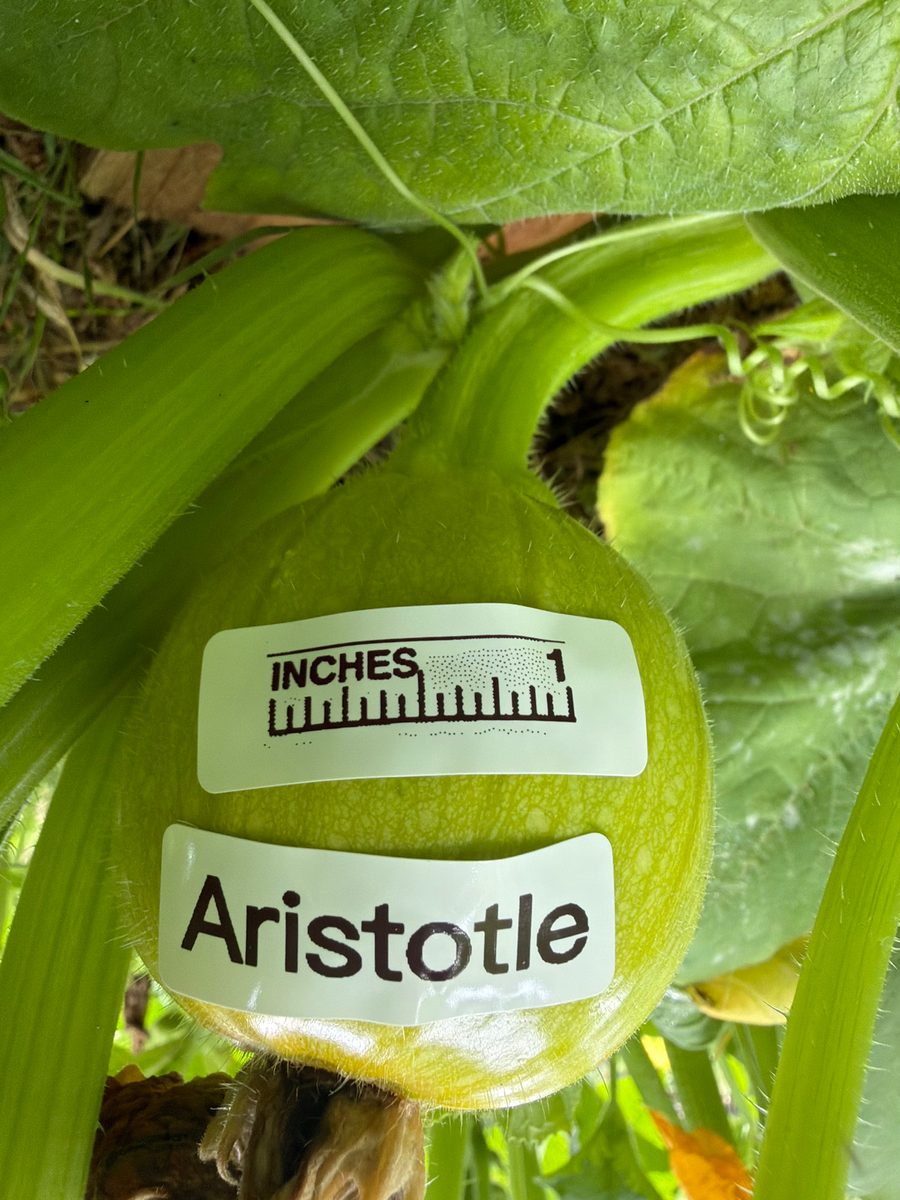 Aristotle at birth