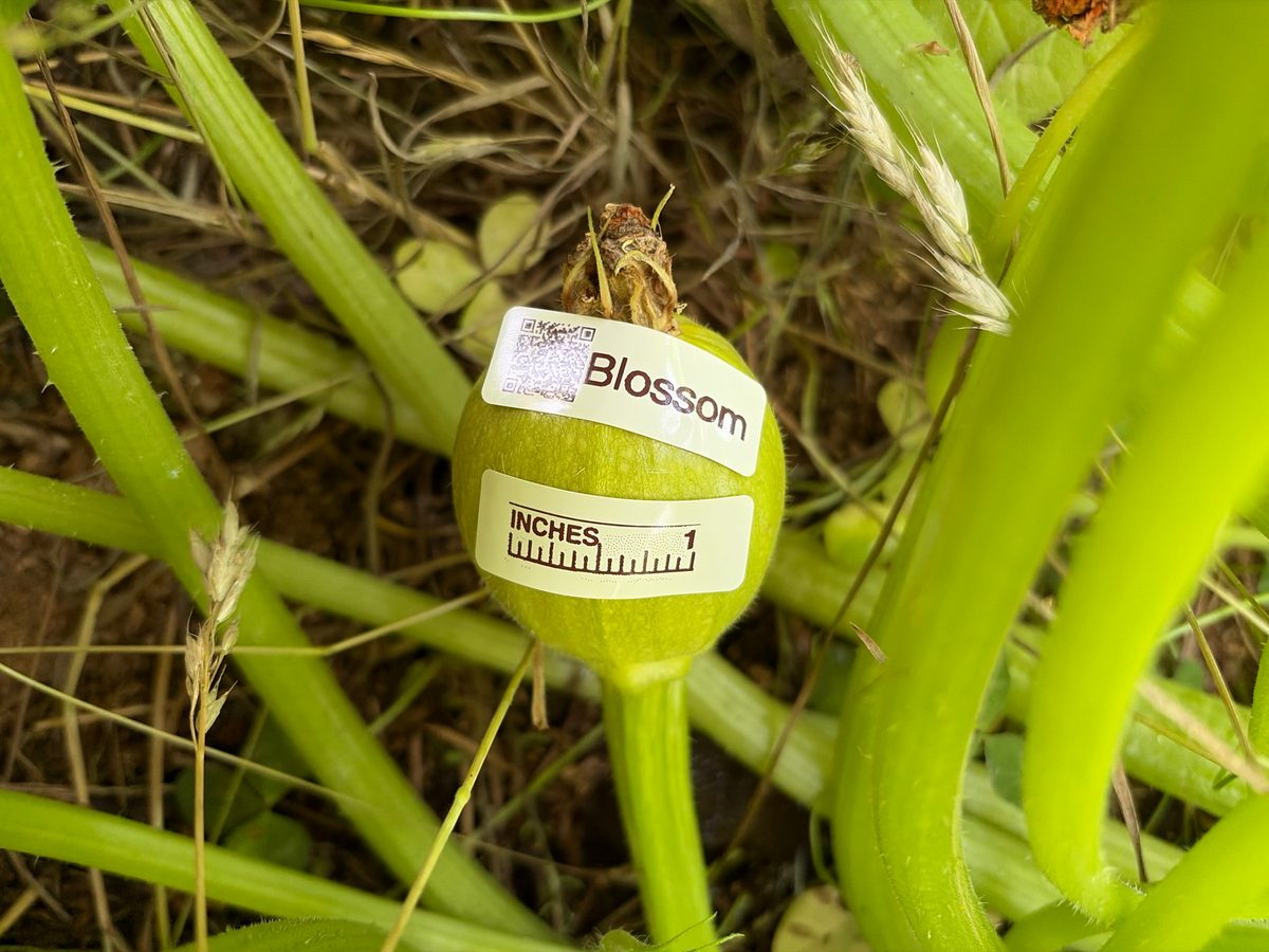 Blossom at birth