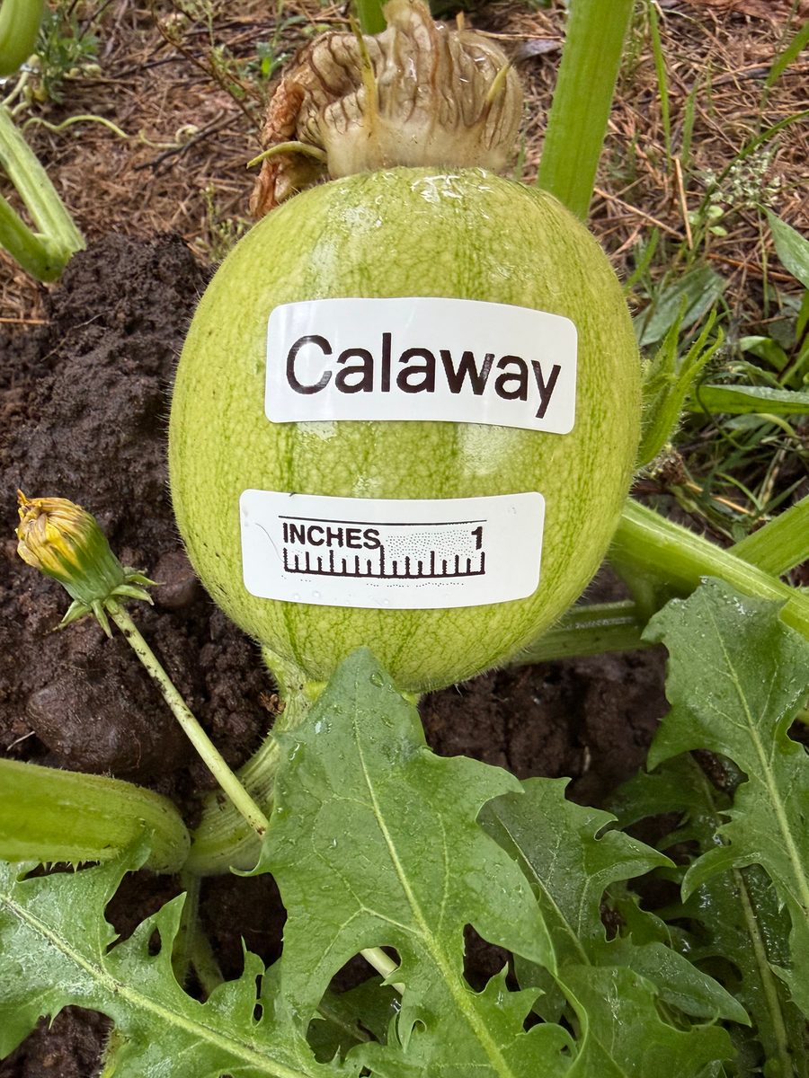 Calaway at birth