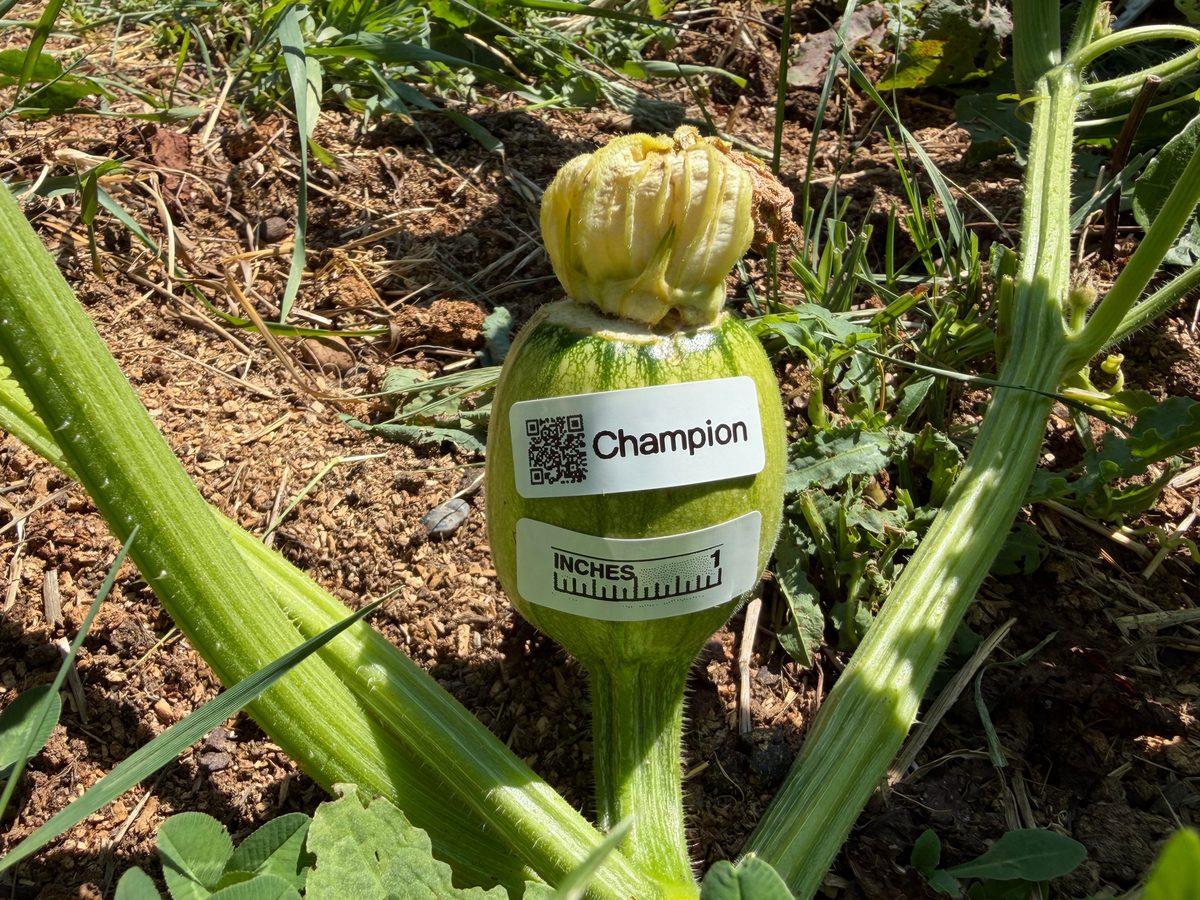 Champion at birth
