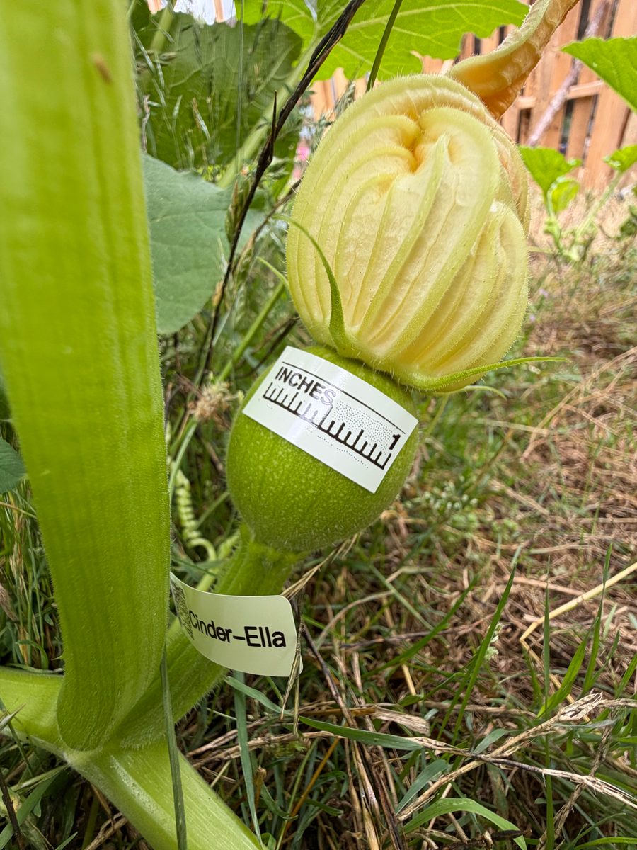 Cinder-Ella at birth