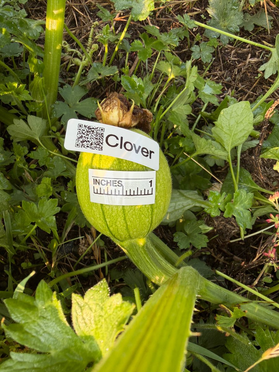 Clover at birth
