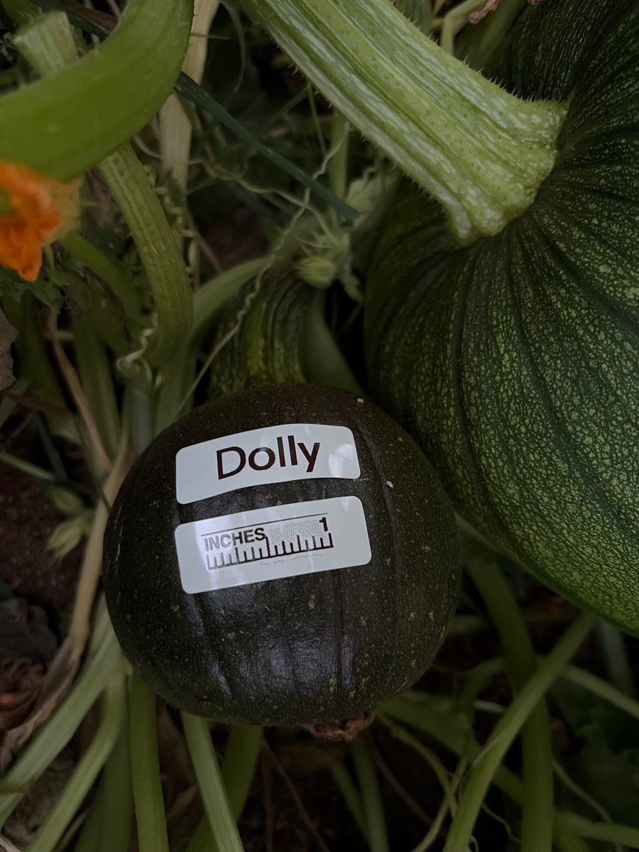Dolly at birth