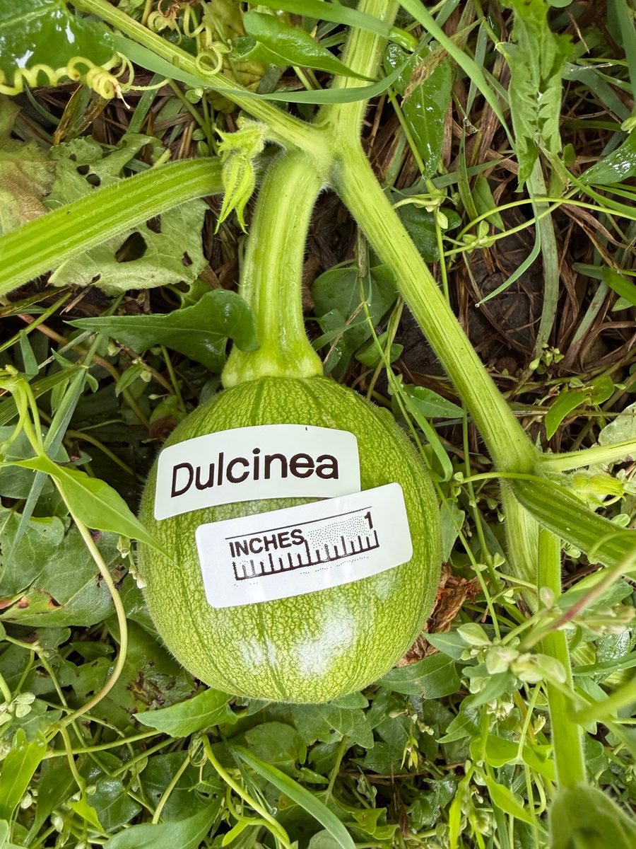 Dulcinea at birth
