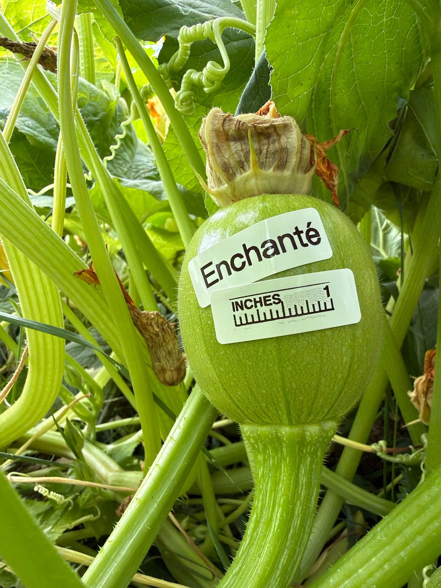 Enchanté at birth