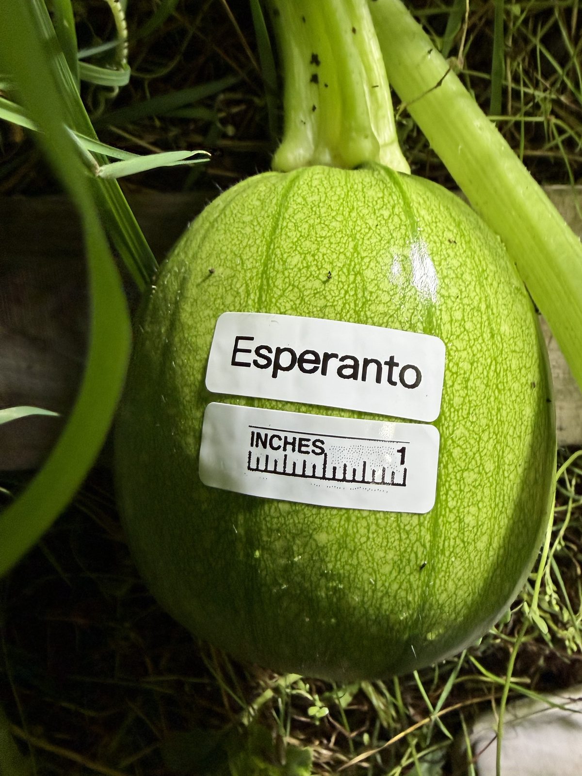 Esperanto at birth