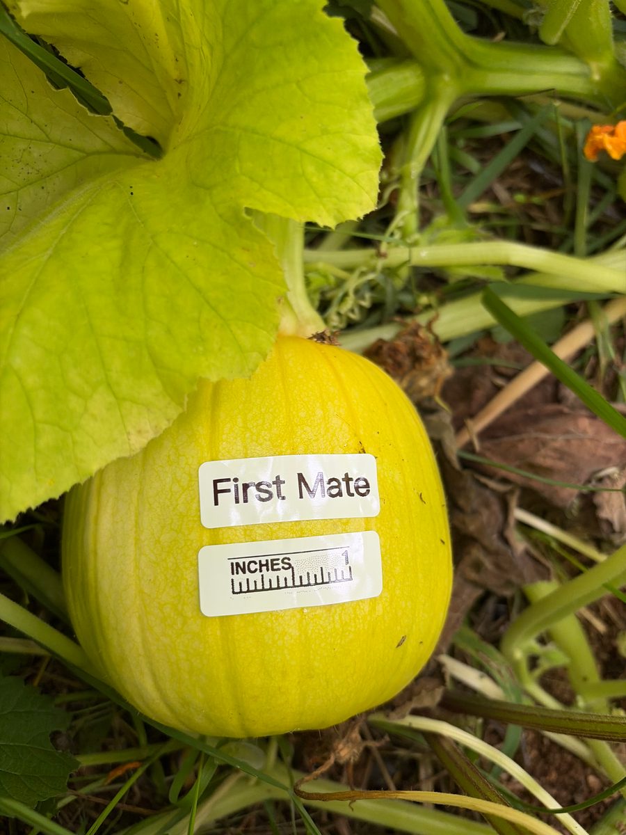 First Mate at birth