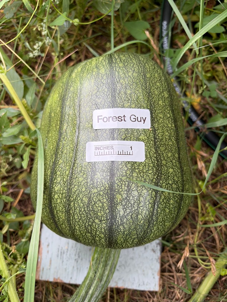 Forest Guy at birth