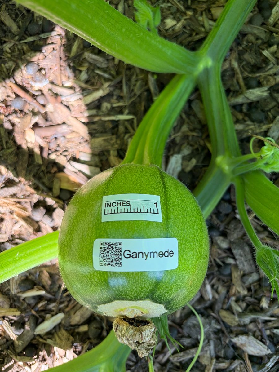 Ganymede at birth
