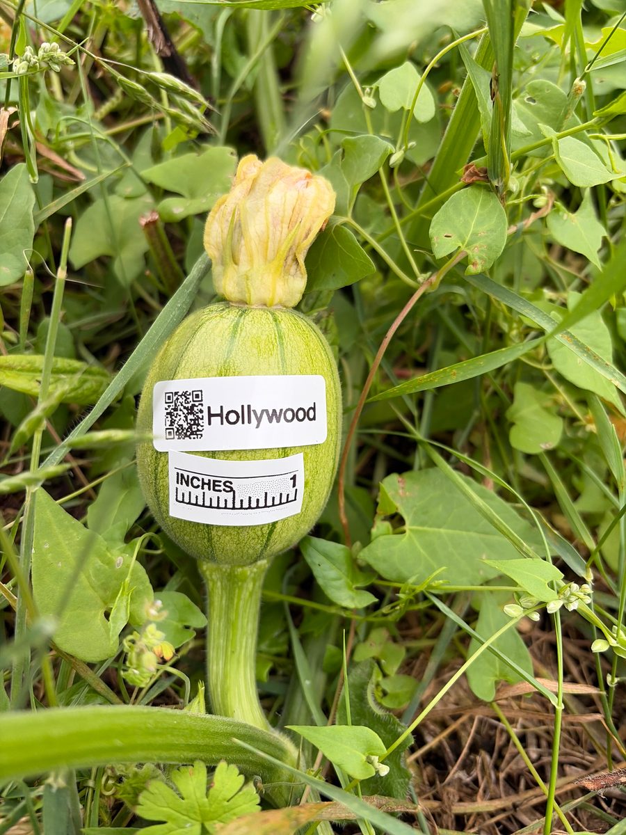 Hollywood at birth
