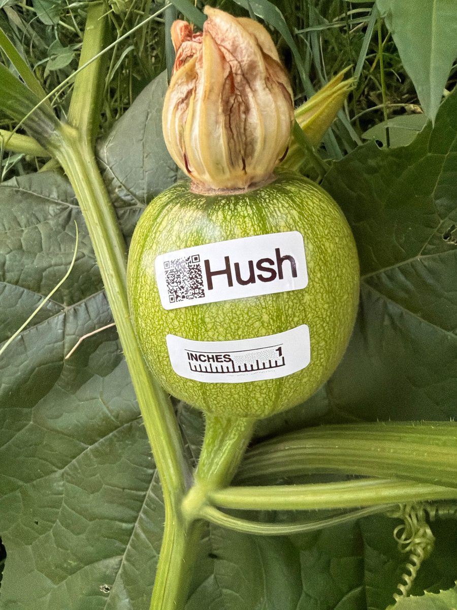 Hush at birth