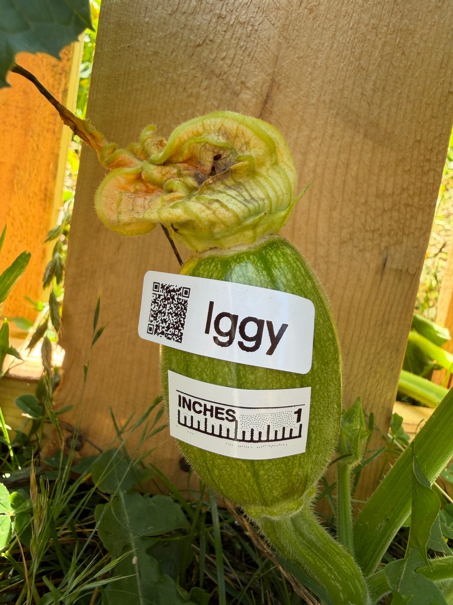 Iggy at birth