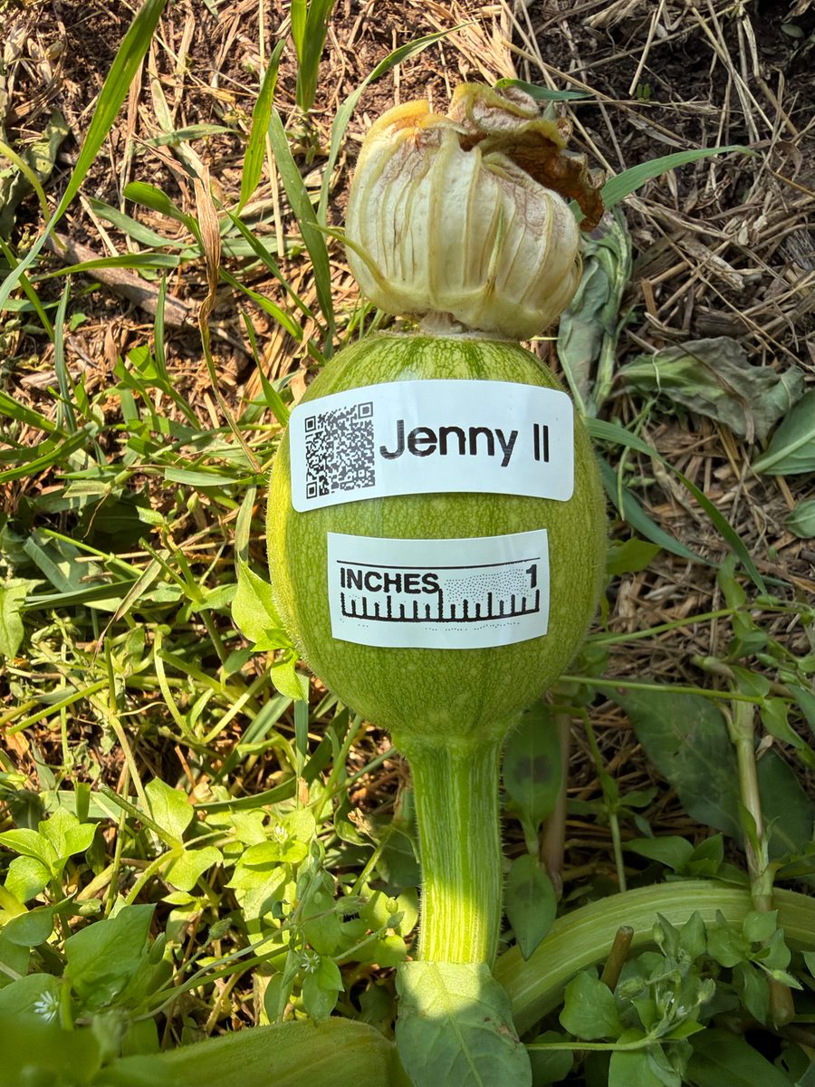 Jenny II at birth