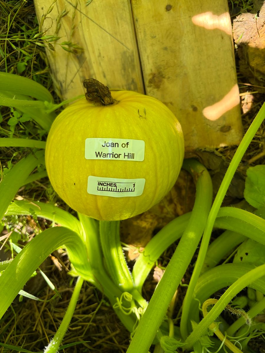 Joan of Warrior Hill at birth