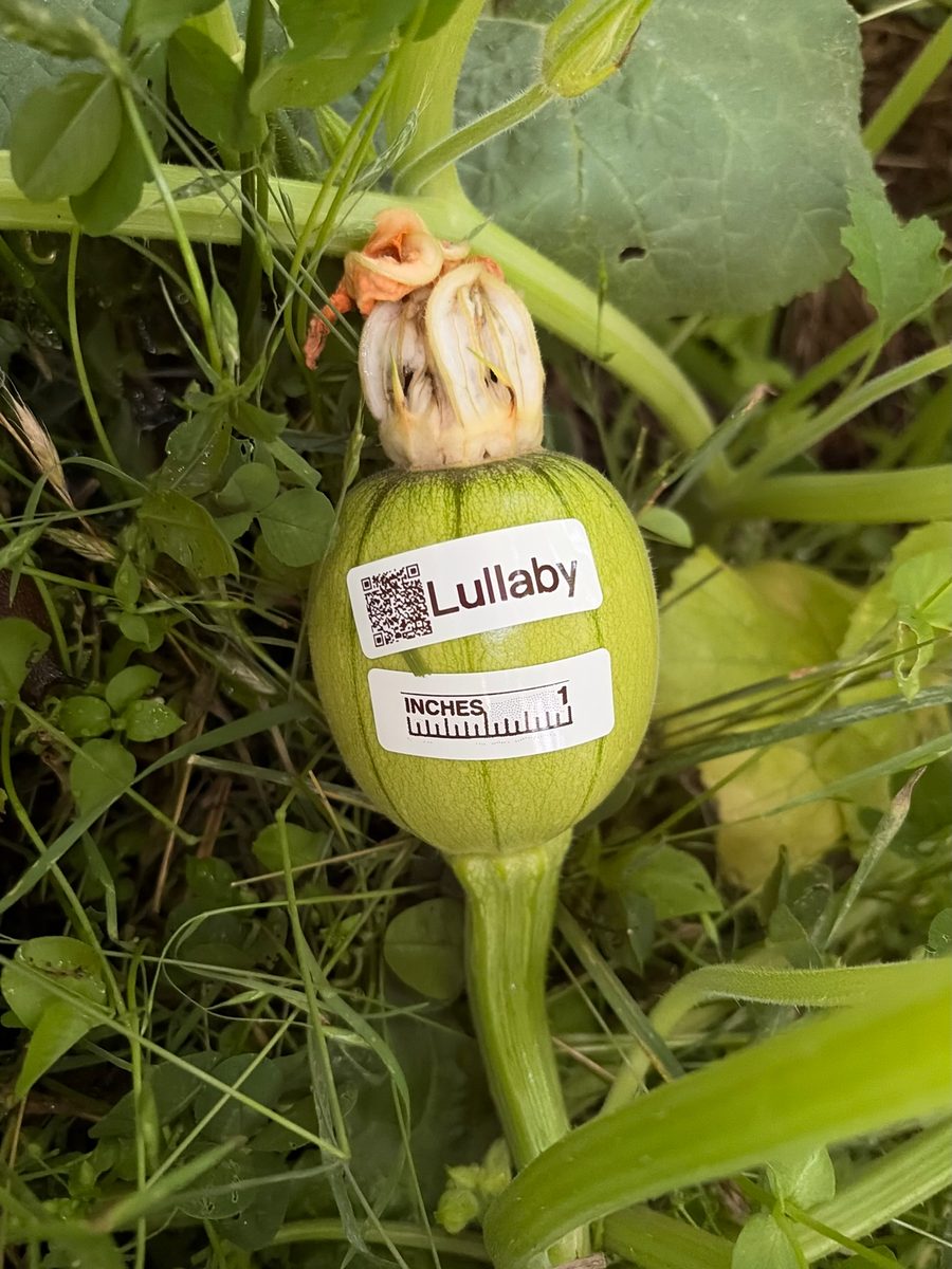 Lullaby at birth