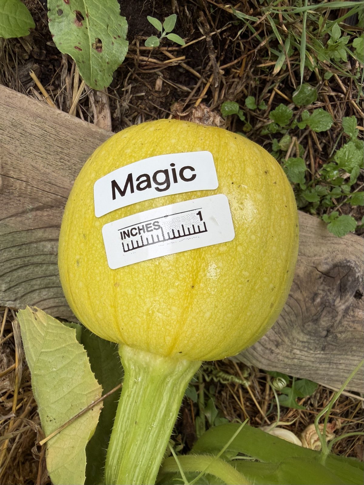 Magic at birth