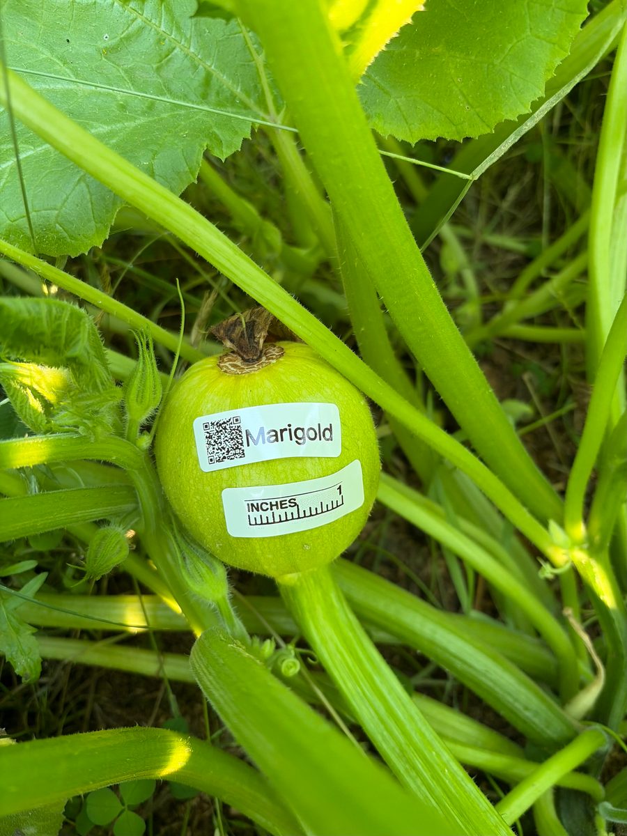 Marigold at birth