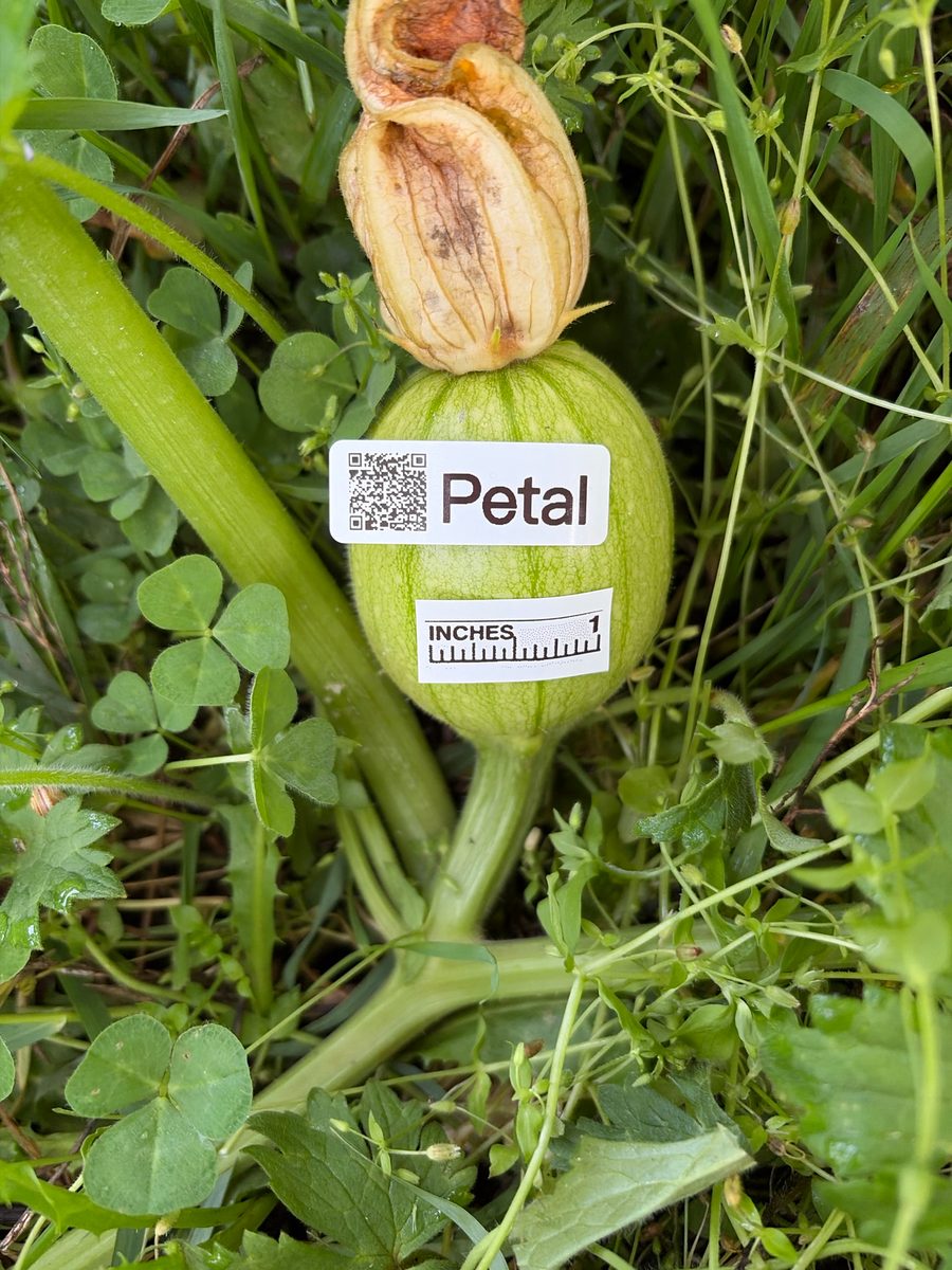 Petal at birth