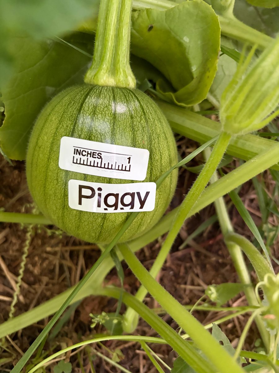 Piggy at birth