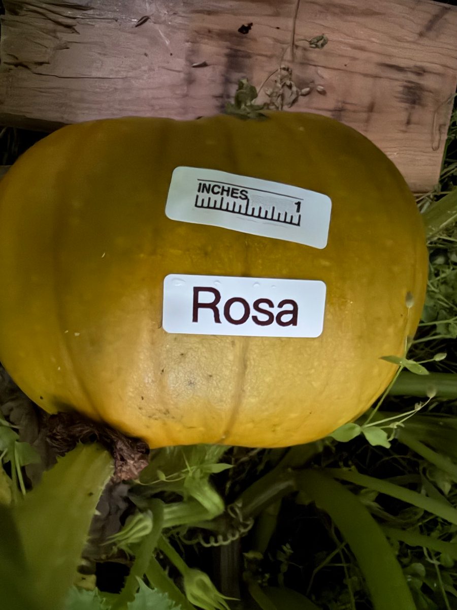 Rosa at birth