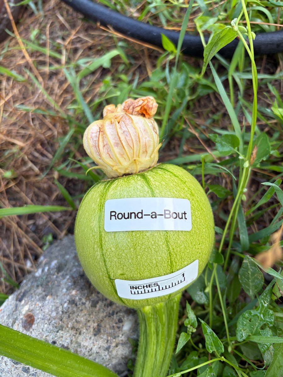 Round-a-Bout at birth